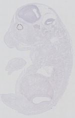 EMAGE:29269