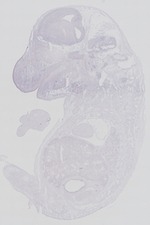 EMAGE:29269