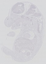 EMAGE:29269