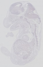 EMAGE:29269