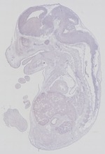 EMAGE:29269