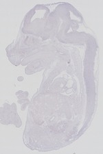 EMAGE:29269