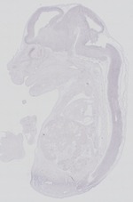 EMAGE:29269