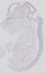 EMAGE:29269