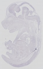 EMAGE:29269