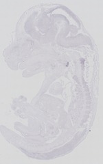 EMAGE:29269
