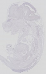 EMAGE:29269