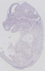 EMAGE:29269
