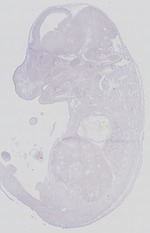 EMAGE:29269