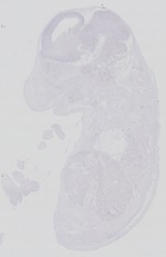 EMAGE:29269