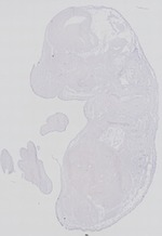 EMAGE:29269