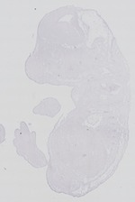 EMAGE:29269