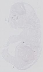 EMAGE:29269