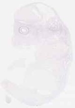EMAGE:29279