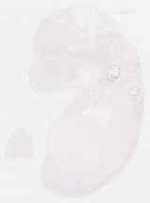 EMAGE:29279