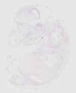 EMAGE:29287