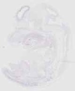 EMAGE:29287