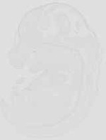 EMAGE:29297