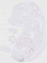 EMAGE:29322