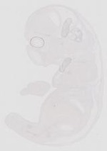 EMAGE:29333