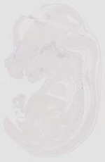 EMAGE:29333