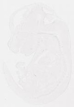 EMAGE:29343