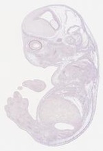 EMAGE:29352
