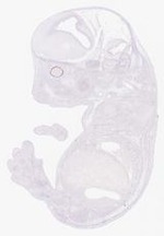 EMAGE:29352