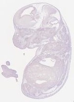 EMAGE:29352