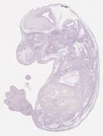 EMAGE:29352