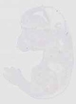 EMAGE:29366