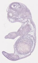 EMAGE:29368
