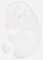 EMAGE:29371