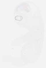 EMAGE:29372