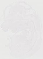 EMAGE:29388