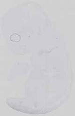 EMAGE:29406