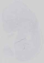 EMAGE:29406