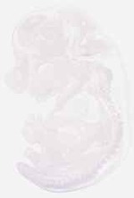 EMAGE:29418