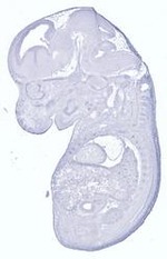 EMAGE:29435