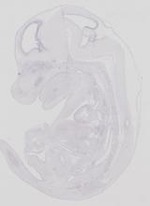 EMAGE:29443