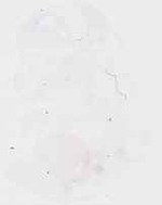 EMAGE:29457