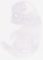 EMAGE:29458