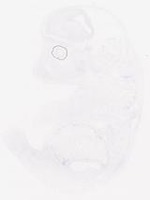 EMAGE:29458