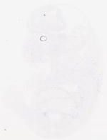 EMAGE:29458