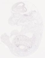 EMAGE:29458