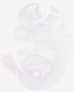 EMAGE:29458