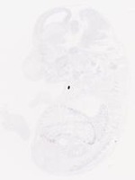 EMAGE:29458