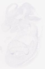 EMAGE:29458