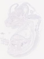 EMAGE:29458