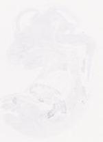 EMAGE:29458